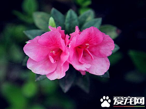 杜鹃花掉叶子怎么办 让杜鹃花多通风透光