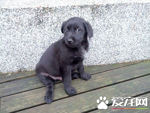 相依为命爱犬走失 聋哑男子伤心蹲地痛哭