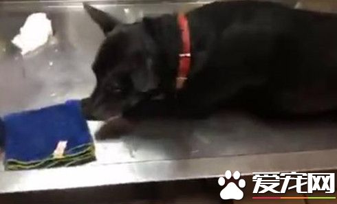 台湾惊爆毒狗案 6只狗狗不幸中毒身亡