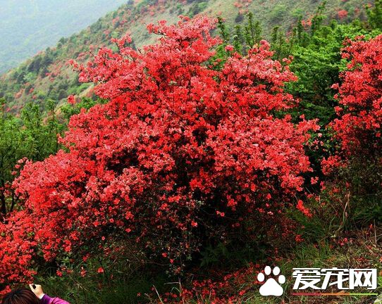 杜鹃花几月开花 温凉地带多在4—6月开花
