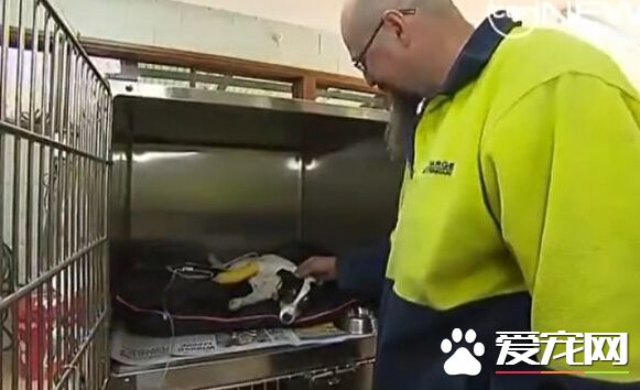 澳洲一男子帮狗做口对口人工呼吸 救回一命