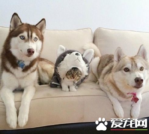 报告母星，喵已经成功打入汪星人内部