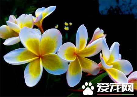 鸡蛋花的功效与作用 鸡蛋花能治湿热下痢