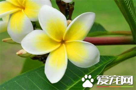 鸡蛋花的功效与作用 鸡蛋花能治湿热下痢
