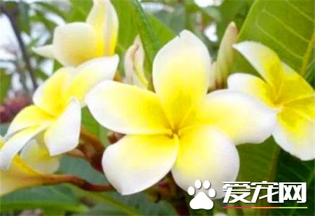 鸡蛋花是什么 鸡蛋花是欣赏价值非常高的花卉