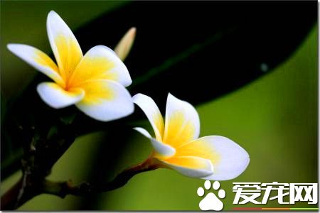 鸡蛋花可以吃吗 鸡蛋花是可以食用的花卉