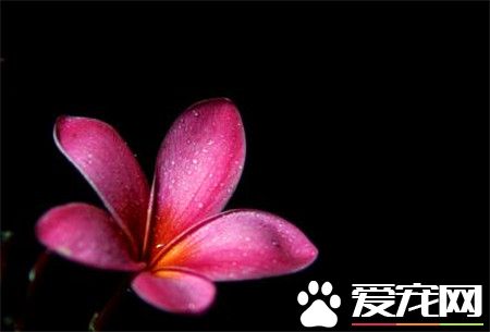 鸡蛋花哪里有卖 花卉市场或者花店可以买到
