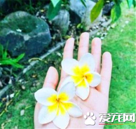 鸡蛋花哪里有卖 花卉市场或者花店可以买到