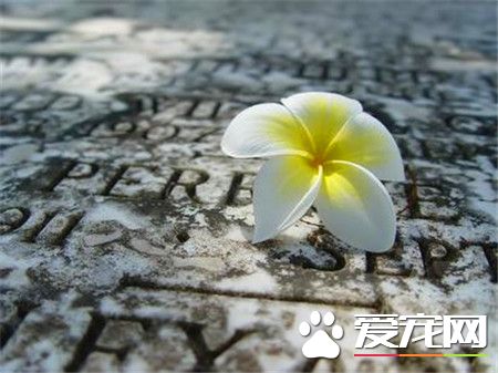 鸡蛋花的功效与作用 鸡蛋花能治湿热下痢