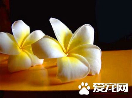 鸡蛋花是什么 鸡蛋花是欣赏价值非常高的花卉