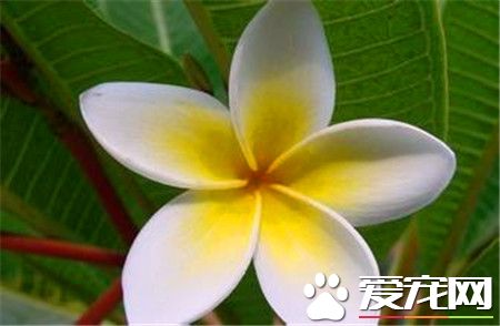 鸡蛋花可以吃吗 鸡蛋花是可以食用的花卉
