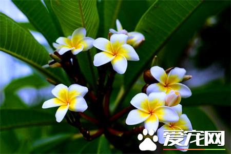鸡蛋花有什么用 鸡蛋花除了观赏还有食用作用