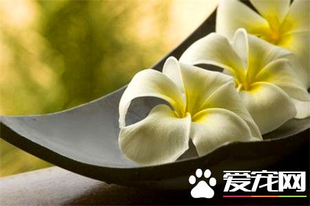 鸡蛋花是什么 鸡蛋花是欣赏价值非常高的花卉