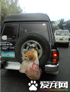 绑狗嘴吊车尾 菲律宾一狠心司机惹公愤