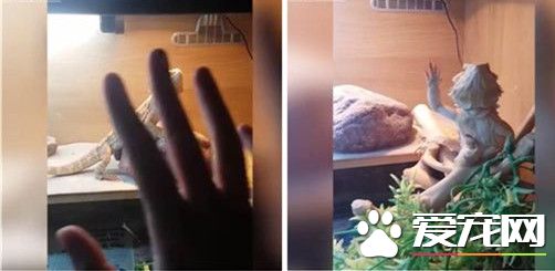 宠物小蜥蜴也有人性 竟会向人类打招呼
