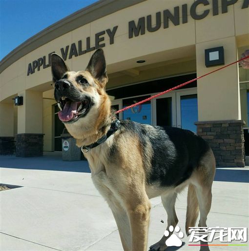 忘不了主人 忠犬自行开收容所门逃跑