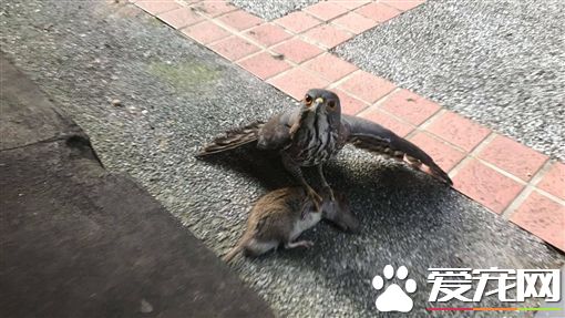 老鹰双脚生擒巨鼠 霸气停餐厅门口