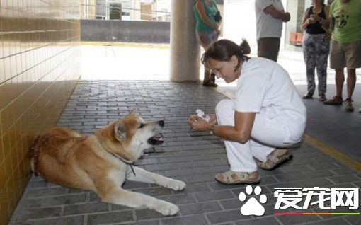 主人开刀住院 狗狗坚持医院外等6天6夜