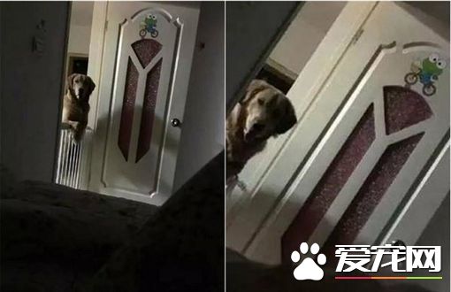 每晚被狗狗盯着睡觉 原因竟是不想在被抛弃