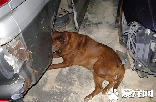 车轮盖下一撮毛 肇事小狗疑死亡车祸元凶