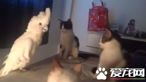 鹦鹉学猫咪叫 喵星人听到全被吓一跳
