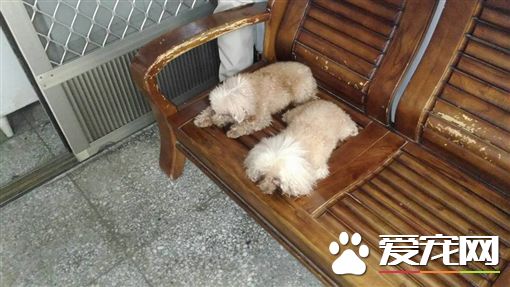 2只贵宾犬走丢 竟自己走到警局报案
