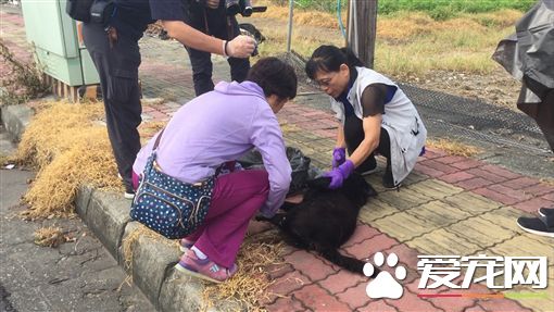流浪狗遭集体毒杀 4只狗狗口吐白沫惨死