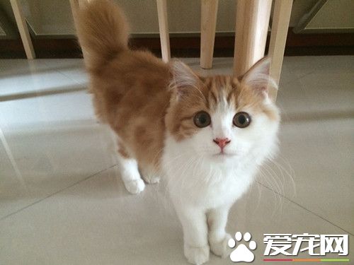 妇人为救自己爱猫 不幸失足坠楼不治身亡