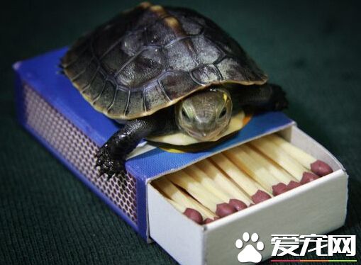 华裔居民走私乌龟 将面临21个月的监狱生活