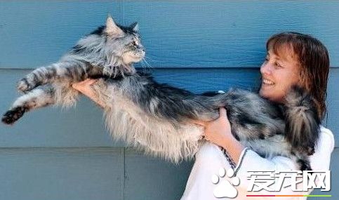 世界上第一长猫 长度比7岁小孩都要高