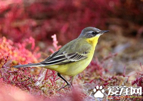 火烧苏丹街5老店 百只宠物鸟陪葬