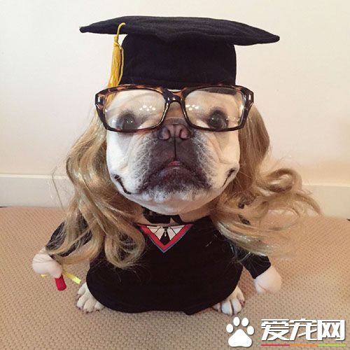 一看就是知识渊博的汪