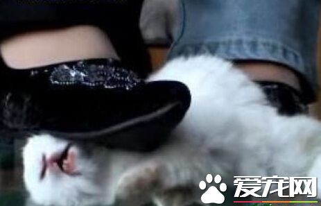 瑞典三名男子虐杀兔子 被判刑2至4个月