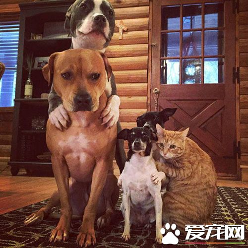 狗狗们，你们中出了一个卧底！