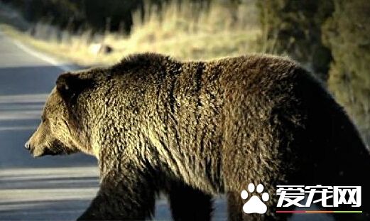 黄石公园大灰熊咬死人后被捕获 或被处死