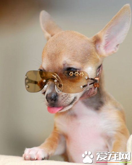时髦的眼镜狗