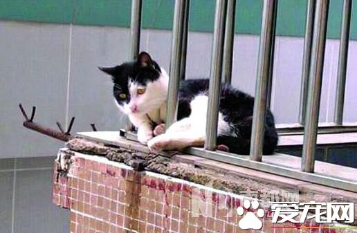 从34楼坠落下来 幸运澳洲猫安然捡回一命