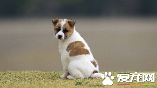 担心狗叫声招惹炸弹 少妇掐脖捂嘴虐死狗