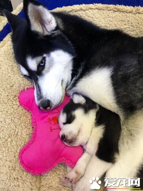 要是吵醒了我的宝宝，看我怎么收拾你，地球人