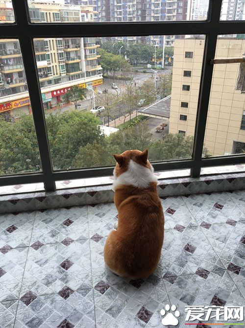 来自一只小短腿的忧郁