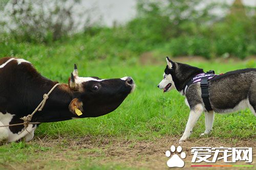 老板，牛奶多少钱一斤