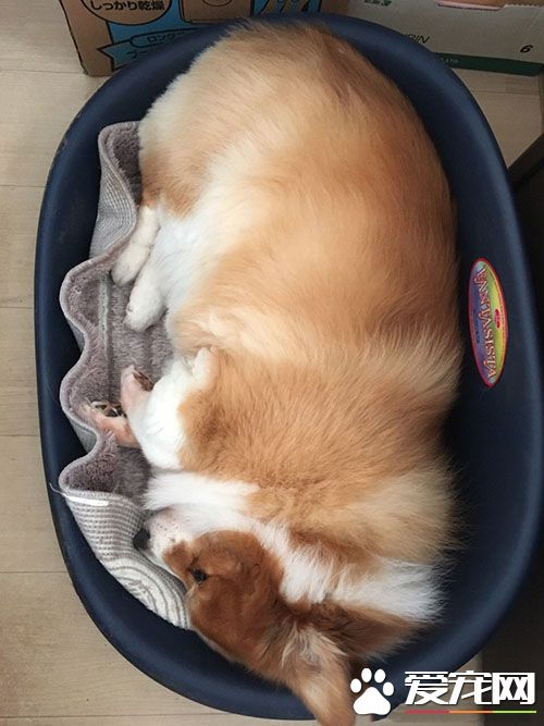 如何睡成一颗猕猴桃