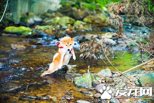 小鱼儿，你往哪里逃