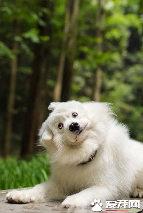 你说啥，本尊不明白