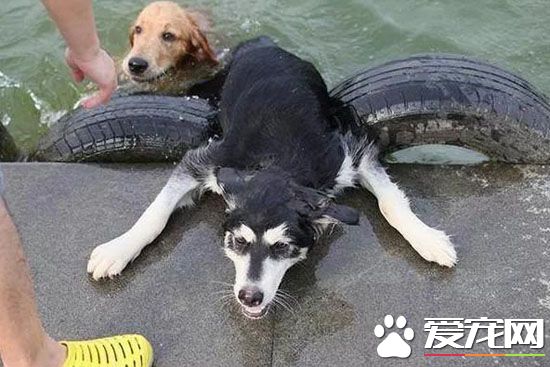 现在真成了落汤狗了