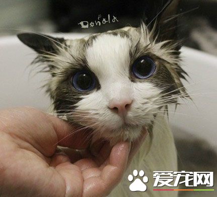 真正的美猫是不惧湿身的