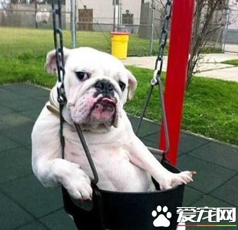 私家订制秋千，你有么