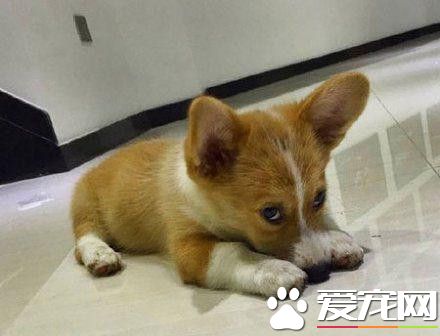 主淫我错了下次不敢了