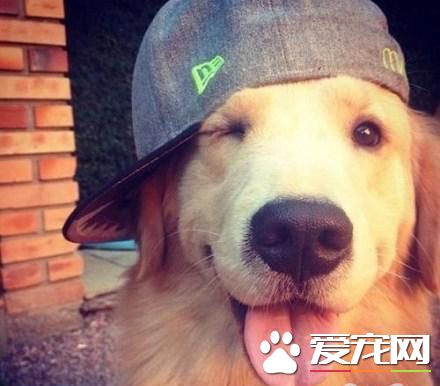 会卖萌的才是好狗狗