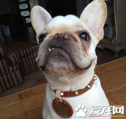 一只傲娇的汪星人